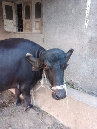 ભેંસ વેચવાની છે