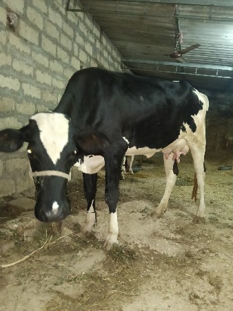 એચ એફ ગાય