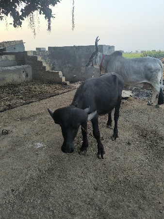 પાડો વેચવા નો છે