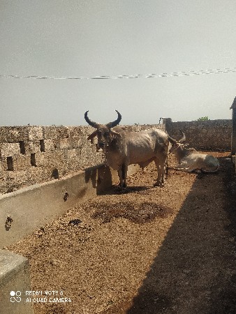 ગોઢલા વેચવાના છે