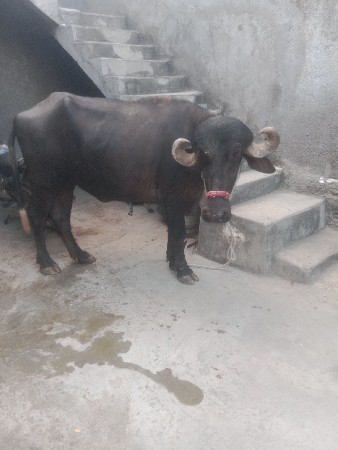 ખડેલી છે વેચવાની