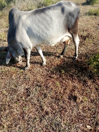 વેચવાની