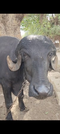 ખળેલી વેચવાની છે