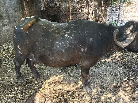 ભેંસ વેચવા ની છે