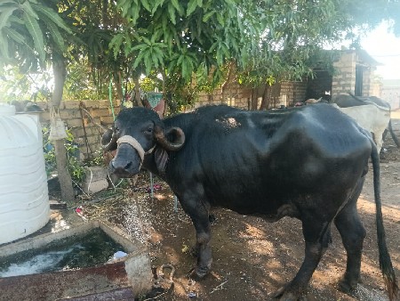 ભેશુ વેચવાની છે