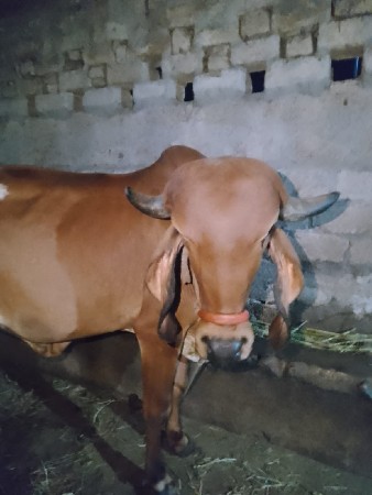 હોડકી વેચવાની છે.