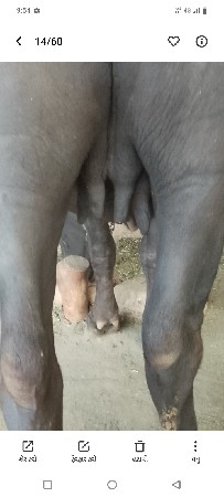 ખડિ 8 મહિના નો ગાભ