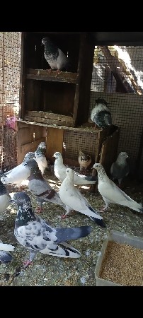 કબૂતર વેચવાના છે