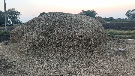 મગફળી G22 નો ચારો વહેંચવાનો છે.
