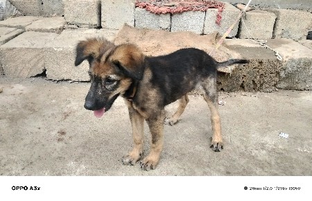 kutro devanu che German shepherd