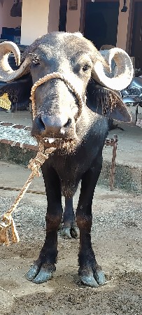 ખડાઈ