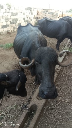 ભેંસ વેસવાનીછે