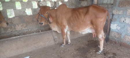 લાલ ગીરપાચાર  ગાય
