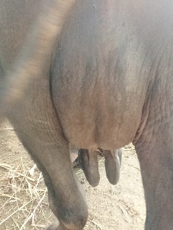 ભેંસ વેચવાની છે