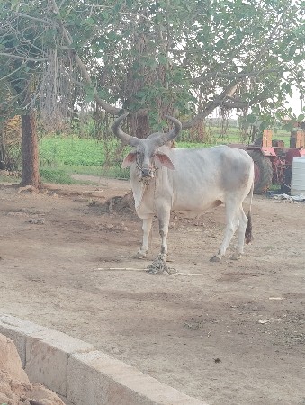 બળદ વેચવાના છે
