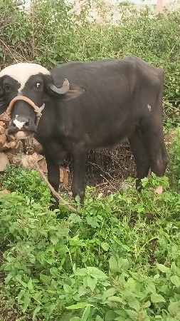 સાટા કરવા ના છે