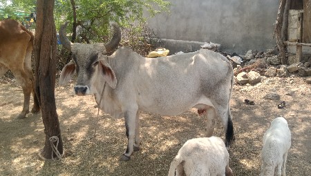Juna Junagarh pahchan Taluka