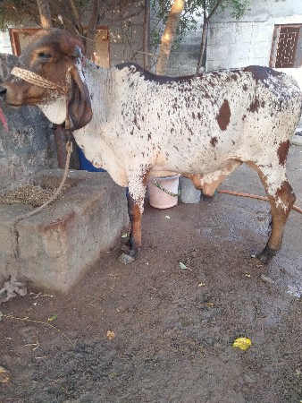 ગીર વાછડો દેવા નો છે