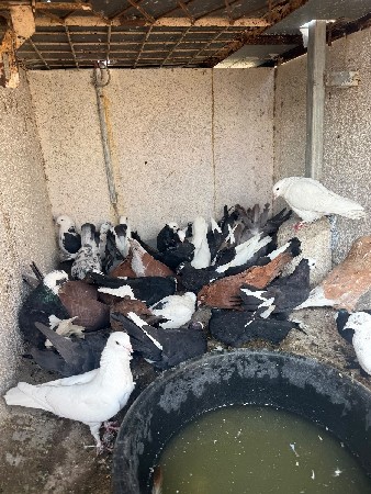 કબૂતર વેસવા ના સે