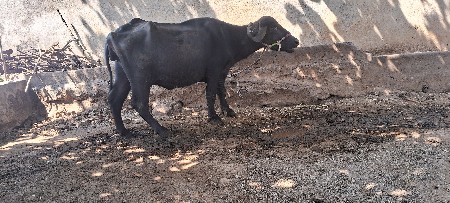 ભેંસ