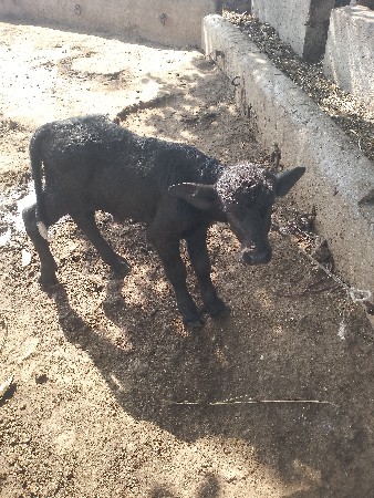 ખળેલી વેચવાની છે