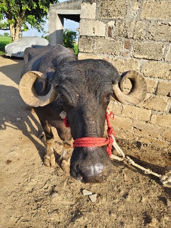 ભેંશ વેચવાની છે
