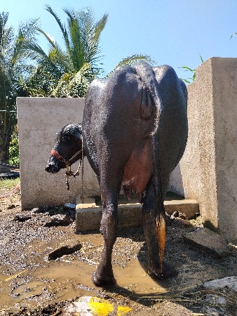 બીજો વેતર