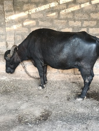 15દિવસની કાચી