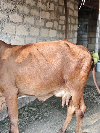 આ ગાય વેચવાની સે