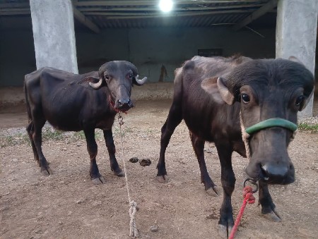 ખડેલીયું દેવાની છે.