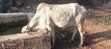 વાછડી વેચવાની છે