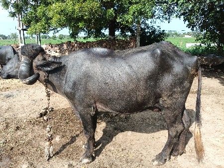 ભેંસ વેચવાની છે