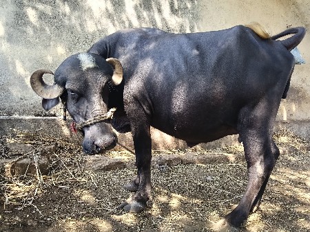ભેંસ વેચવાની છે