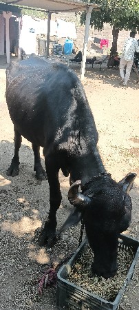 આ ખડેલી ગાભણ છે વેચવાની છે
