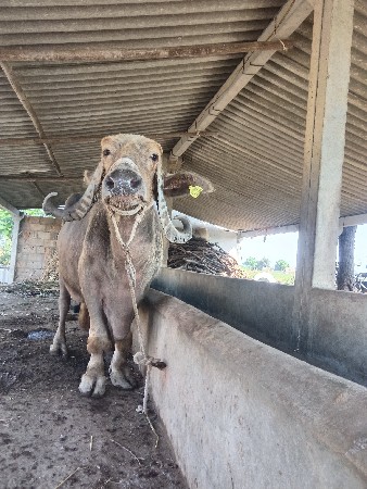 ભેસ