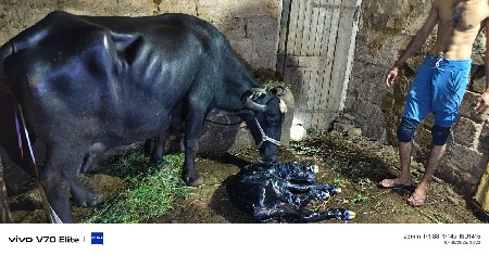 વેતર 3 ભેસ બેસવાની સે