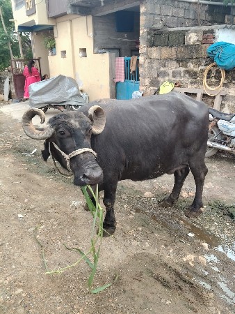 ભેંસ વેચવાની છે