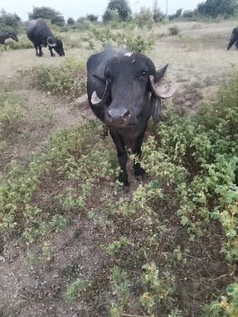 બે અઢી મહિના ની ગાભણ છે ખડેલી