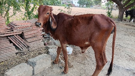 વેચવાની છે