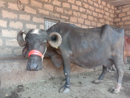 ભેંસ વેચવાની છે