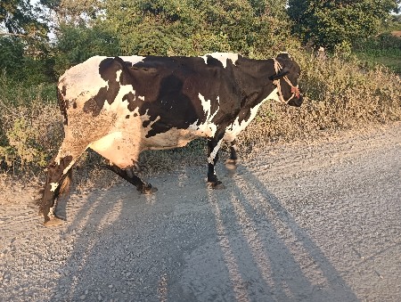 hf ગાય દેવાની છે