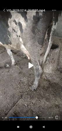 એચ.એફ