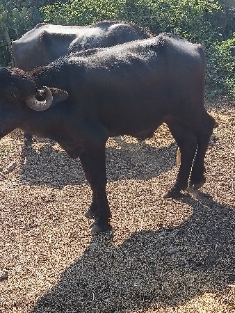 પાડો વેચવાનો છે