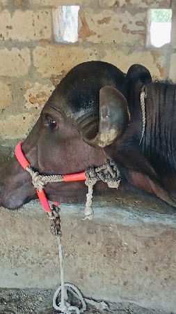 પેલું વેતર ખડાઈ વેચવાની છે