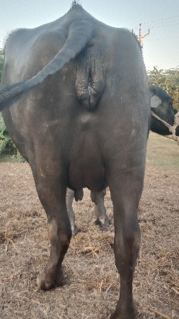 બીજું વેતર ભેંસ વેચવાની છે