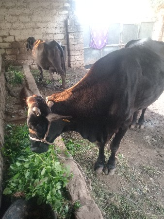 ગાય વેશવાની છે