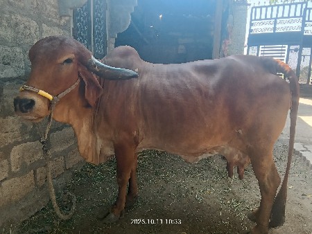 વેચવાની  છે