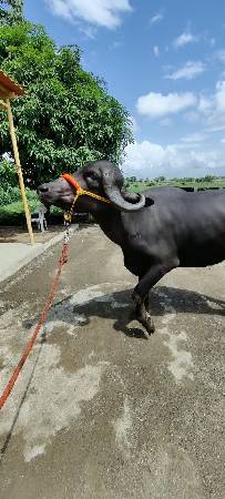 ખડેલી ‌ના સાટા મા વસેરી કે ઘોડી