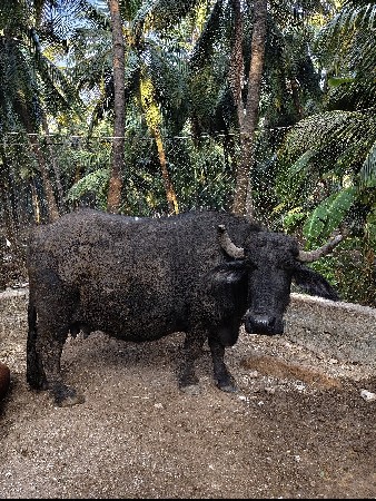 ભેંસ વેચવાની છે
