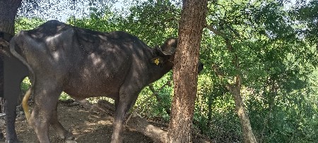 ખડેલી વેચવાની છે